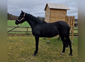 Hannoveriano, Yegua, 3 años, 167 cm, Negro