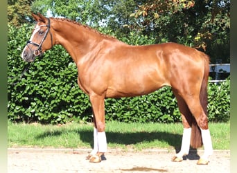 Hannoveriano, Yegua, 3 años, 168 cm, Alazán