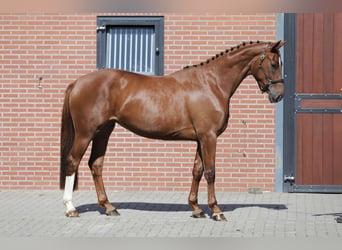 Hannoveriano, Yegua, 3 años, 168 cm, Alazán