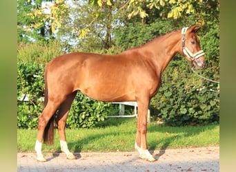 Hannoveriano, Yegua, 3 años, 168 cm, Alazán