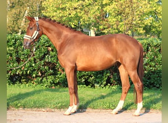 Hannoveriano, Yegua, 3 años, 168 cm, Alazán