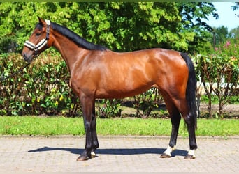 Hannoveriano, Yegua, 3 años, 168 cm, Castaño