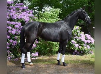 Hannoveriano, Yegua, 3 años, 168 cm, Negro