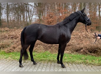 Hannoveriano, Yegua, 3 años, 168 cm, Negro