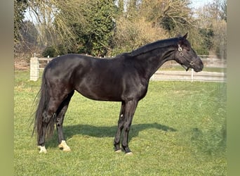 Hannoveriano, Yegua, 3 años, 168 cm, Negro