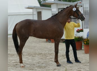 Hannoveriano, Yegua, 3 años, 169 cm, Alazán-tostado