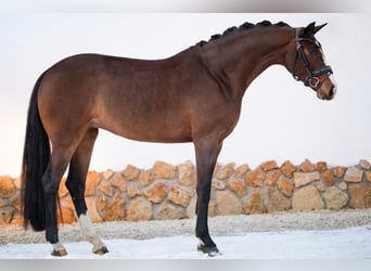 Hannoveriano, Yegua, 3 años, 169 cm, Castaño oscuro