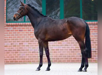 Hannoveriano, Yegua, 3 años, 169 cm, Castaño oscuro