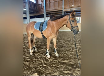Hannoveriano, Yegua, 3 años, 170 cm, Alazán