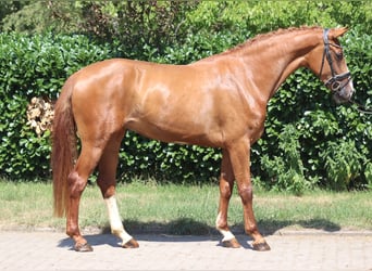 Hannoveriano, Yegua, 3 años, 170 cm, Alazán