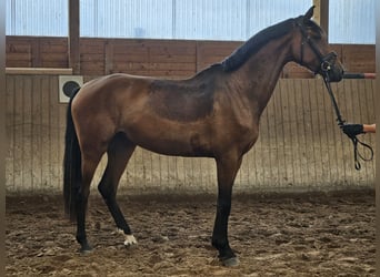 Hannoveriano, Yegua, 3 años, 170 cm, Castaño