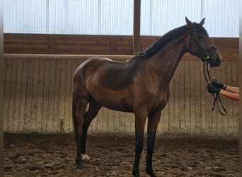 Hannoveriano, Yegua, 3 años, 170 cm, Castaño