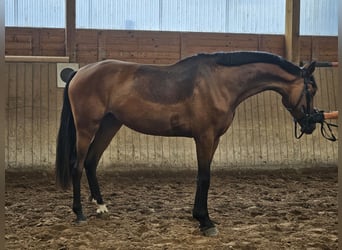 Hannoveriano, Yegua, 3 años, 170 cm, Castaño