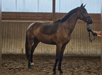 Hannoveriano, Yegua, 3 años, 170 cm, Castaño