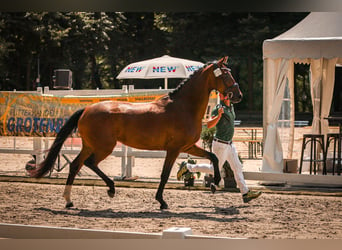 Hannoveriano, Yegua, 3 años, 170 cm, Castaño