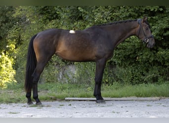 Hannoveriano, Yegua, 3 años, 170 cm, Castaño