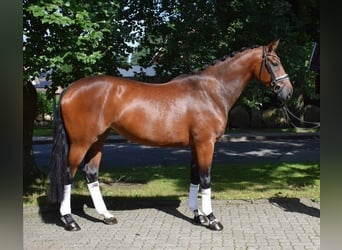 Hannoveriano, Yegua, 3 años, 170 cm, Castaño