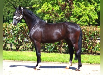 Hannoveriano, Yegua, 3 años, 170 cm, Negro