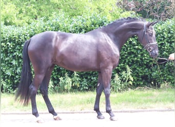 Hannoveriano, Yegua, 3 años, 170 cm, Negro