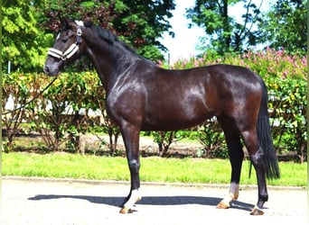 Hannoveriano, Yegua, 3 años, 170 cm, Negro