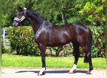 Hannoveriano, Yegua, 3 años, 170 cm, Negro