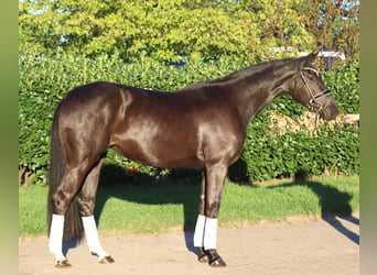 Hannoveriano, Yegua, 3 años, 170 cm, Negro