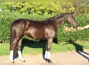 Hannoveriano, Yegua, 3 años, 170 cm, Negro