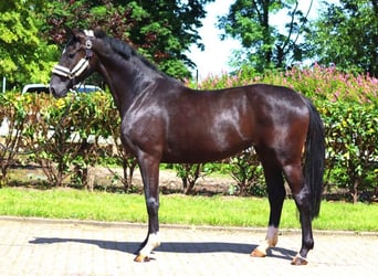 Hannoveriano, Yegua, 3 años, 170 cm, Negro