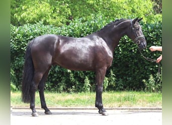 Hannoveriano, Yegua, 3 años, 170 cm, Negro