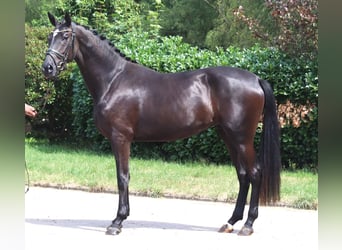 Hannoveriano, Yegua, 3 años, 170 cm, Negro