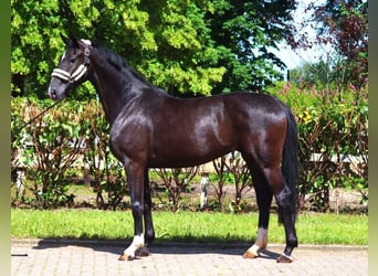 Hannoveriano, Yegua, 3 años, 170 cm, Negro