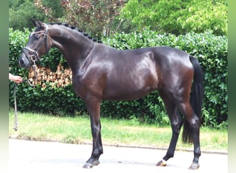 Hannoveriano, Yegua, 3 años, 170 cm, Negro