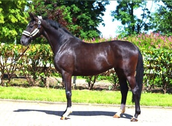 Hannoveriano, Yegua, 3 años, 170 cm, Negro