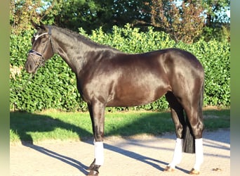 Hannoveriano, Yegua, 3 años, 170 cm, Negro