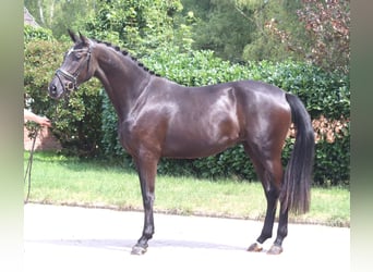 Hannoveriano, Yegua, 3 años, 170 cm, Negro