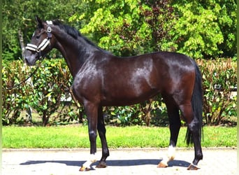 Hannoveriano, Yegua, 3 años, 170 cm, Negro