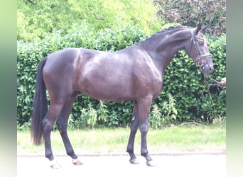 Hannoveriano, Yegua, 3 años, 170 cm, Negro