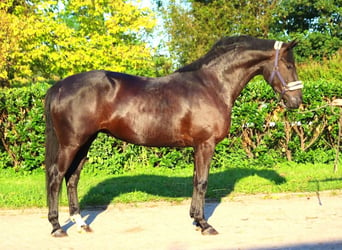 Hannoveriano, Yegua, 3 años, 170 cm, Negro