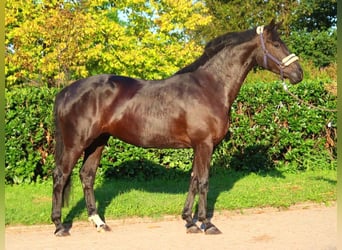 Hannoveriano, Yegua, 3 años, 170 cm, Negro