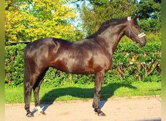 Hannoveriano, Yegua, 3 años, 170 cm, Negro