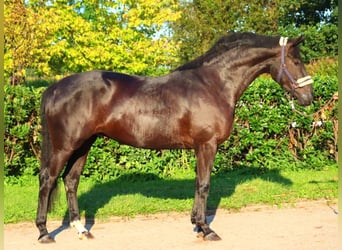 Hannoveriano, Yegua, 3 años, 170 cm, Negro