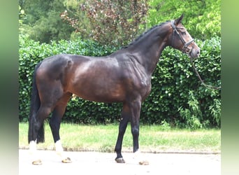 Hannoveriano, Yegua, 3 años, 172 cm, Castaño