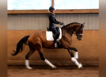 Hannoveriano, Yegua, 3 años, 172 cm, Castaño