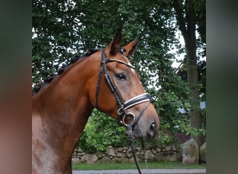 Hannoveriano, Yegua, 3 años, 172 cm, Castaño
