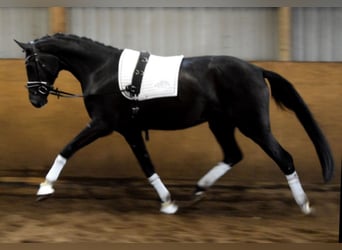 Hannoveriano, Yegua, 3 años, 172 cm, Negro