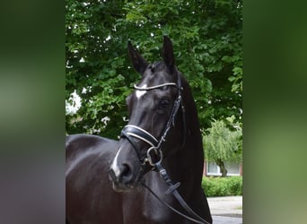 Hannoveriano, Yegua, 3 años, 175 cm, Negro