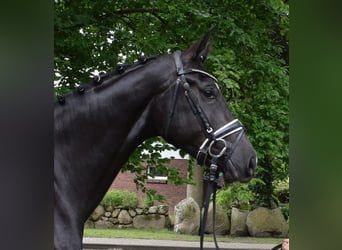 Hannoveriano, Yegua, 3 años, 175 cm, Negro