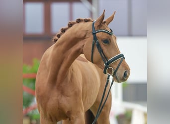 Hannoveriano, Yegua, 3 años, Alazán