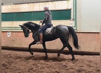Hannoveriano, Yegua, 3 años