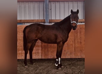 Hannoveriano, Yegua, 3 años, Castaño